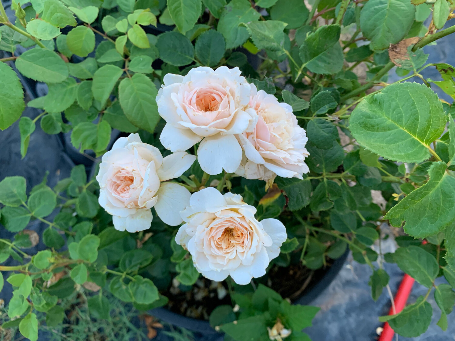 Bare Root Rose David Austin “Emily Bronte” 3 Gallon Size. Own Root!