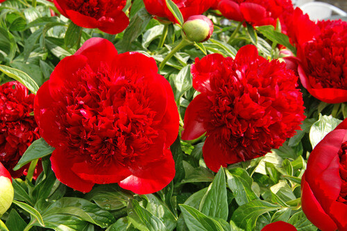 Bare Root Peonies “Red Charm” 3/5 Eye! 25% Off!