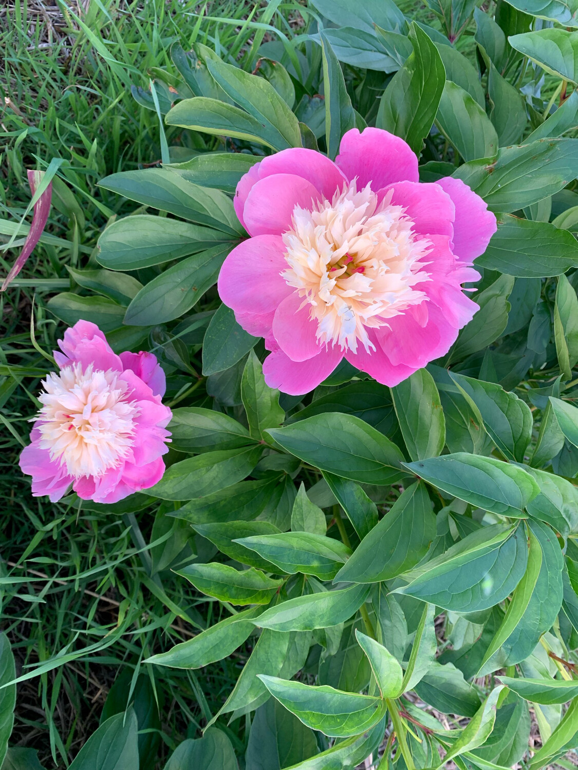 Bare Root Peonies “Bowl Of Beauty” 3/5 Eye Root