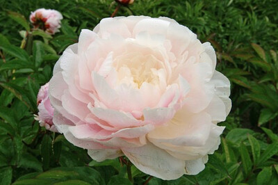 Bare Root Peonies “Moon River” 3/5 Eye. 25% Off!