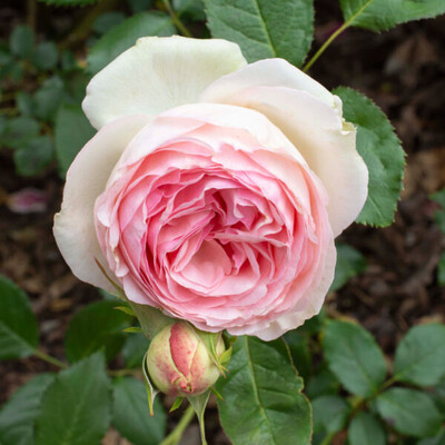 Rose “Eden Climber” 2 Gallon Own Root Rose.