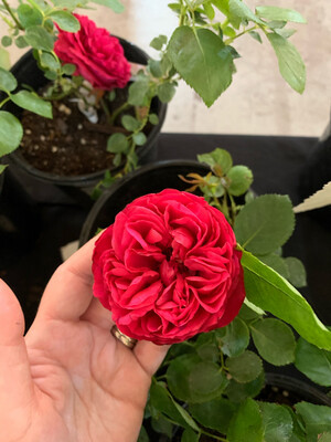 Rose “Red Eden” Climbing Rose- 2 Gallon Own Root. Pickup or ship Oct. 2024