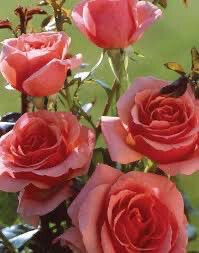 Bareroot Rose “Lady Aberdeen” Grade 1, Multiflora.