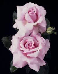Bare-Root Rose “Memorial Day” Grade 1, Multiflora.