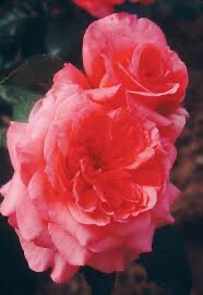 Bare-Root Rose “Rebekah” Grade 1, Multiflora