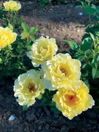 Bare-Root Rose “Yukon Sun” Grade 1, Multiflora