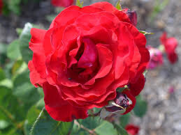 Bareroot Rose “City Of Windsor” Grade 1, Multiflora