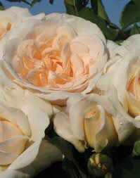 Bare-Root Rose “Kosmos Fairytale” Grade 1, Multiflora.