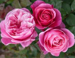 Bare-Root Rose “Dee-Lish” Grade 1, Multiflora