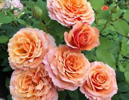 Bare-Root Rose “Catherine Hershey” Grade 1, Multiflora