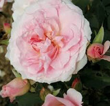 Rose “Home And Garden” Grade 1, Multiflora