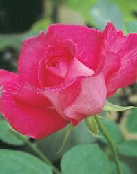 Bare-Root Rose “Ida” Grade 1, Multiflora