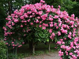 Kordes Rose “Angela Climbing Rose” Grade 1, Multiflora