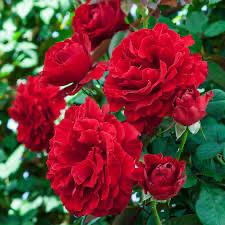 Bare-Root Rose “Lady In Red Climbing Rose” Grade 1, Multiflora