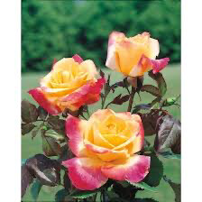 Bare-Root Rose “Desert Peace” Grade 1, Multiflora