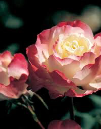 Rose “Delany Sisters” Grade 1, Multiflora