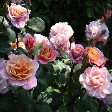 Rose “Distant Drums” Grade 1