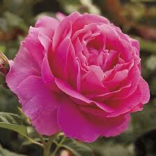 Bare Root Rose “Grande Dame” Grade 1