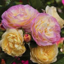 Rose “Life Of The Party” Own Root. Grade 1