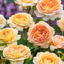 3 Gallon Rose “Fun In The Sun” Grade 1
