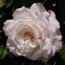 Rose “Belinda’s Blush” Own Root. Grade 1