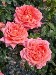Rose “Heavenly Scented” Grade 1
