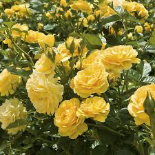 Rose “Julia Child” Own Root. Grade 1. Bare Root. On Dr. Huey Rose “Julia Child” Own Root. Grade 1. Bare Root. On Dr. Huey