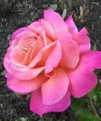 Rose “Chicago Peace” Grade 1. On Dr. Huey
