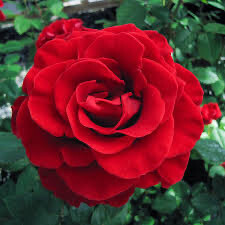 Rose “Firefighter” Grade 1