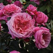 Bare Root Rose “Queen Of Elegance” Own Root. Grade 1