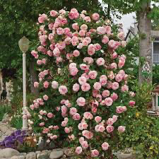 Rose “Pearly Gates Climber” Grade 1. Bare Root. On Dr. Huey
