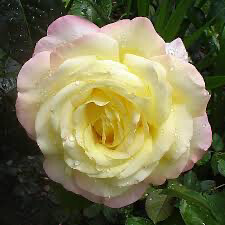 Bare Root Rose “The Peace Rose” Grade 1