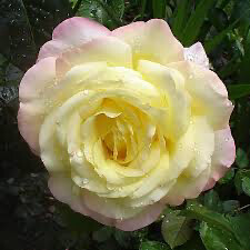 Rose “The Peace Rose” Grade 1