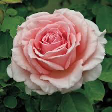 Bare Root Rose “Pearly Gates Climber” Grade 1