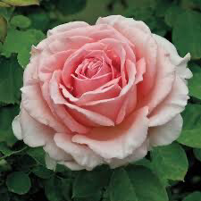 Rose “Pearly Gates Climber” Grade 1