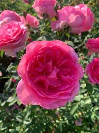 3 Gallon Rose “Miss Manners” Grade 1