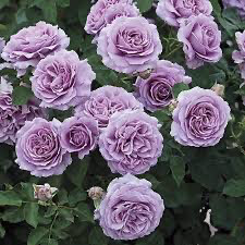 Rose “Love Song” Grade 1