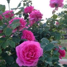 Bare Root Rose “Pink Peace” Grade 1