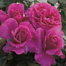 Rose “Pretty Lady Rose” Grade 1