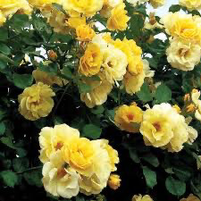 Climbing Rose “Sky’s The Limit” Grade 1