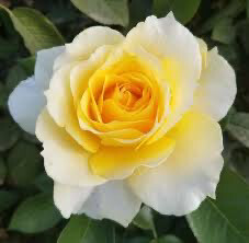 Rose “Quest For Zest” Grade 1