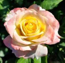 Bedard Rose “Make Me Blush” Grade 1, Bare Root. On Multiflora Rootstock.