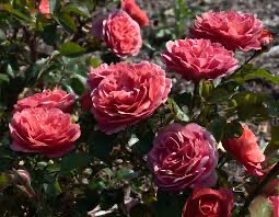 Rose “Desert Sky” Own Root. Grade 1