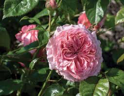 5 Gallon Rose “Ball Gown” Own Root. Grade 1