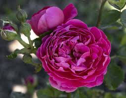 Bare Root Rose “Powderpuff Pink” Grade 1