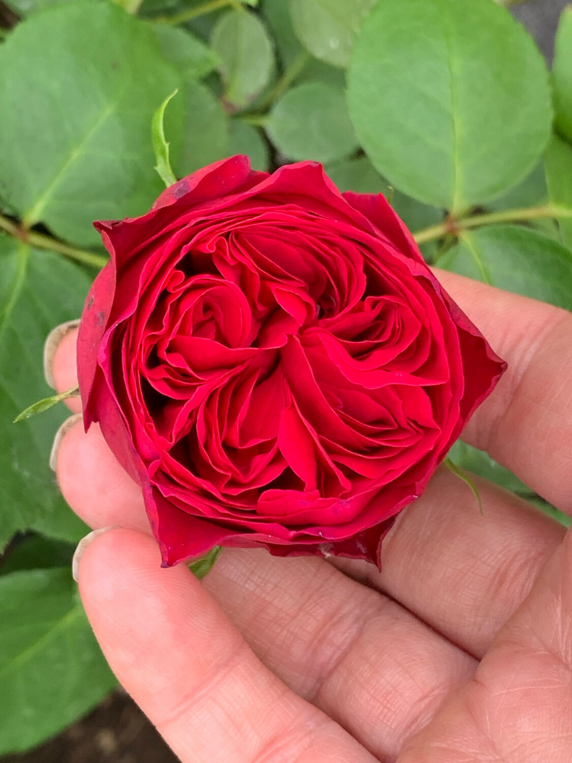 Rose “Red Eden Climber” 2 Gallon Potted. Own Root. Ready In Fall 2024