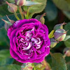 Rose “Cosmic Clouds” Grade 1. Bare Root. On Multiflora.
