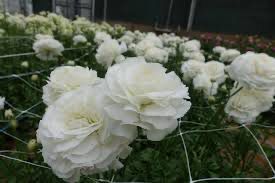 Japanese Romance Ranunculus: Courchevel” (5 Corms)