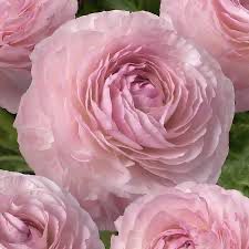Japanese Ranunculus: “Siene” (5 Corms)