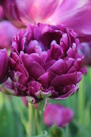 Tulip Bulbs (10/bag) “Dbl Negrita”